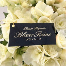 画像をギャラリービューアに読み込む, 【予約商品:4/19発送分】ベゴニア・ブランレーヌ 4.5号