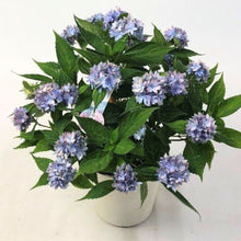 画像をギャラリービューアに読み込む, 【期間限定:4/7まで】アジサイ・テマリテマリブルー 4号