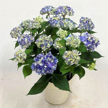 画像をギャラリービューアに読み込む, 【期間限定:4/7まで】アジサイ・テマリテマリブルー 4号