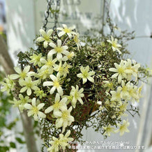 画像をギャラリービューアに読み込む, クレマチス・ペトリエイ 3号 3ポットセット