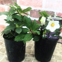 画像をギャラリービューアに読み込む, 【限定28個】クリスマスローズ・ニゲル 3.5号 3ポットセット ※予約商品:11/17まで 出荷予定:11/22より