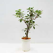 画像をギャラリービューアに読み込む, 【一点物】フランスゴム(寄植え) 8号 沖縄の観葉植物 高さ約120cm No.F6