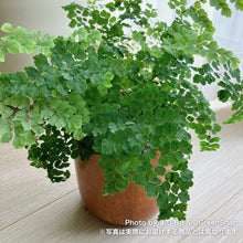 画像をギャラリービューアに読み込む, 【限定30個】アジアンタム・フラグランス 5号 ※予約商品:11/17まで 出荷予定:11/22より