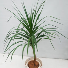 画像をギャラリービューアに読み込む, ドラセナ・カンボジアーナ 8号 沖縄の観葉植物 高さ 約130cm