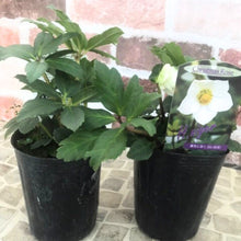 画像をギャラリービューアに読み込む, 【予約商品:11/24発送】クリスマスローズ・ニゲル 花苗 3.5号 3ポットセット