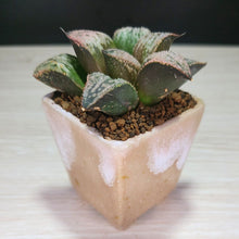 画像をギャラリービューアに読み込む, 【一点物】ハオルチア・皇妃和之宮 2号 美濃焼(四角鉢)セット