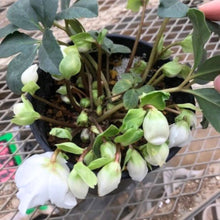 画像をギャラリービューアに読み込む, 【限定28個】クリスマスローズ・ニゲル 3.5号 3ポットセット ※予約商品:11/17まで 出荷予定:11/22より