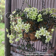 画像をギャラリービューアに読み込む, クレマチス・ペトリエイ 3号 3ポットセット