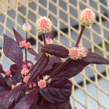 画像をギャラリービューアに読み込む, 【予約商品:10/20発送】アルテルナンテラ・ブラジリアナ'オーヴォホショ' 3号 3ポット