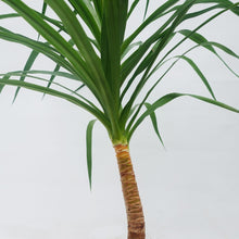 画像をギャラリービューアに読み込む, ドラセナ・カンボジアーナ 8号 沖縄の観葉植物 高さ 約130cm