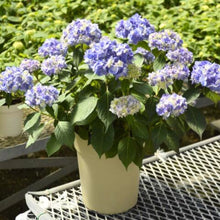 画像をギャラリービューアに読み込む, 【期間限定:4/7まで】アジサイ・テマリテマリブルー 4号