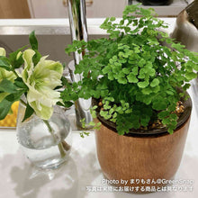 画像をギャラリービューアに読み込む, 【限定30個】アジアンタム・フラグランス 5号 ※予約商品:11/17まで 出荷予定:11/22より