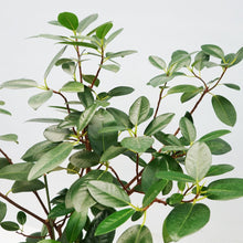 画像をギャラリービューアに読み込む, 【一点物】フランスゴム(寄植え) 8号 沖縄の観葉植物 高さ約120cm No.F6