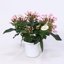 画像をギャラリービューアに読み込む, 【限定30鉢】アッサム・ニオイザクラ 'ココ'(ルクルア) 5号 ※予約商品:12/7まで 出荷予定:12/12