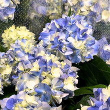 画像をギャラリービューアに読み込む, 【期間限定:4/7まで】アジサイ・テマリテマリブルー 4号