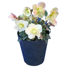 画像をギャラリービューアに読み込む, 【期間限定:12/24まで】クリスマスローズ(交配種) 5号