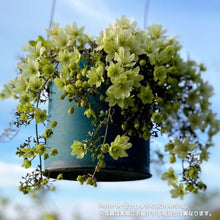 画像をギャラリービューアに読み込む, クレマチス・ペトリエイ 3号 3ポットセット