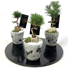 画像をギャラリービューアに読み込む, 【予約商品:12/8発送分】黒松 ミュルPOT MINI 3.5号 1鉢