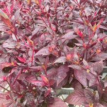 画像をギャラリービューアに読み込む, 【予約商品:10/20発送】アルテルナンテラ・ブラジリアナ'オーヴォホショ' 3号 3ポット