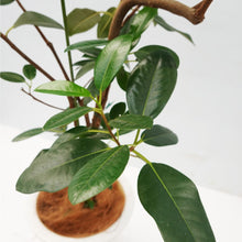 画像をギャラリービューアに読み込む, 【一点物】フランスゴム(寄植え) 8号 沖縄の観葉植物 高さ約120cm No.F6