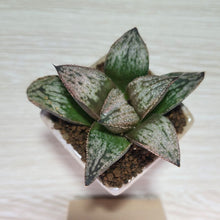 画像をギャラリービューアに読み込む, 【一点物】ハオルチア・皇妃和之宮 2号 美濃焼(四角鉢)セット