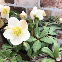 画像をギャラリービューアに読み込む, 【限定28個】クリスマスローズ・ニゲル 3.5号 3ポットセット ※予約商品:11/17まで 出荷予定:11/22より