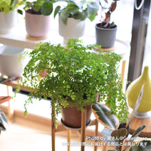 画像をギャラリービューアに読み込む, 【限定30個】アジアンタム・フラグランス 5号 ※予約商品:11/17まで 出荷予定:11/22より