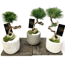 画像をギャラリービューアに読み込む, 【予約商品:12/8発送分】黒松 風美鉢 4号 1鉢