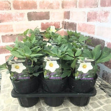 画像をギャラリービューアに読み込む, 【限定28個】クリスマスローズ・ニゲル 3.5号 3ポットセット ※予約商品:11/17まで 出荷予定:11/22より