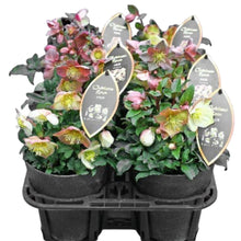 画像をギャラリービューアに読み込む, 【期間限定:12/24まで】クリスマスローズ(交配種) 5号