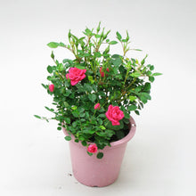 画像をギャラリービューアに読み込む, 【限定40個】ミニバラ・キャンディ キャンディ 4.5号 ※予約商品:3/9まで 出荷予定:3/14