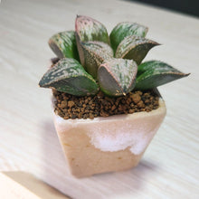 画像をギャラリービューアに読み込む, 【一点物】ハオルチア・皇妃和之宮 2号 美濃焼(四角鉢)セット