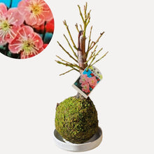 画像をギャラリービューアに読み込む, 【期間限定:12/20まで】梅の苔玉(ミチシルベ)