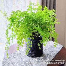 画像をギャラリービューアに読み込む, 【限定30個】アジアンタム・フラグランス 5号 ※予約商品:11/17まで 出荷予定:11/22より