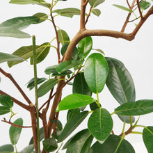 画像をギャラリービューアに読み込む, 【一点物】フランスゴム(寄植え) 8号 沖縄の観葉植物 高さ約120cm No.F6