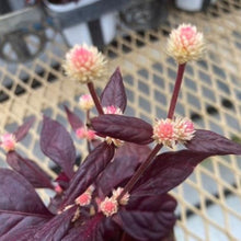 画像をギャラリービューアに読み込む, 【予約商品:10/20発送】アルテルナンテラ・ブラジリアナ'オーヴォホショ' 3号 3ポット