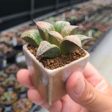 画像をギャラリービューアに読み込む, 【一点物】ハオルチア・皇妃和之宮 2号 美濃焼(四角鉢)セット