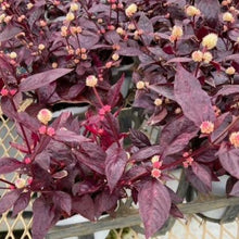 画像をギャラリービューアに読み込む, 【予約商品:10/20発送】アルテルナンテラ・ブラジリアナ'オーヴォホショ' 3号 3ポット