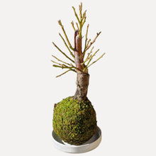 画像をギャラリービューアに読み込む, 【期間限定:12/20まで】梅の苔玉(ミチシルベ)