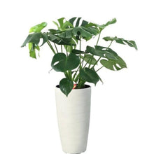 画像をギャラリービューアに読み込む, モンステラ・アダンソニー 7号 ミュル(樹脂)鉢セット