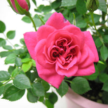 画像をギャラリービューアに読み込む, 【限定40個】ミニバラ・キャンディ キャンディ 4.5号 ※予約商品:3/9まで 出荷予定:3/14