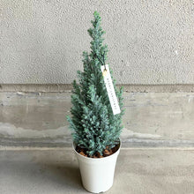 画像をギャラリービューアに読み込む, 【予約商品:12/1以降発送】ローソンヒノキ・シルバースター(ラメ付き) 4号 コニファー