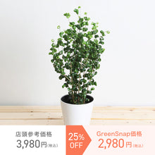 画像をギャラリービューアに読み込む, 【数量限定】フィカス・ベンジャミン バロック 5号