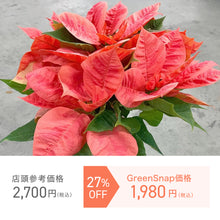 画像をギャラリービューアに読み込む, 【限定54個】ポインセチア・ピンクシャンパン4号※予約商品:11/10まで 出荷予定:11/15より
