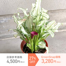 画像をギャラリービューアに読み込む, 【限定40個】カラー・フローズンクイーン 5号 ※予約商品:12/15まで 出荷予定:12/20