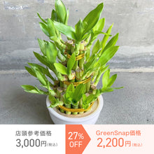 画像をギャラリービューアに読み込む, 【限定34個】ミリオンバンブー(開運竹) 3段タワー仕立て 4号 ※予約商品:12/15まで 出荷予定:12/20