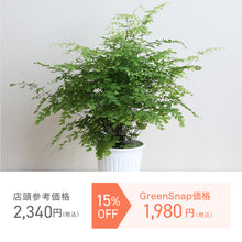 画像をギャラリービューアに読み込む, 【限定30個】アジアンタム・フラグランス 5号 ※予約商品:11/17まで 出荷予定:11/22より