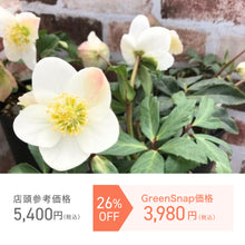 画像をギャラリービューアに読み込む, 【限定28個】クリスマスローズ・ニゲル 3.5号 3ポットセット ※予約商品:11/17まで 出荷予定:11/22より