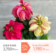 画像をギャラリービューアに読み込む, 【限定54個】ポインセチア・ウィンターローズ(MIX) 4号 ※予約商品:11/17まで