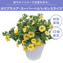 画像をギャラリービューアに読み込む, 【限定30個】カリブラコア・スーパーベル'レモンスライス' 5号 ※予約商品:6/1まで 出荷予定:6/6